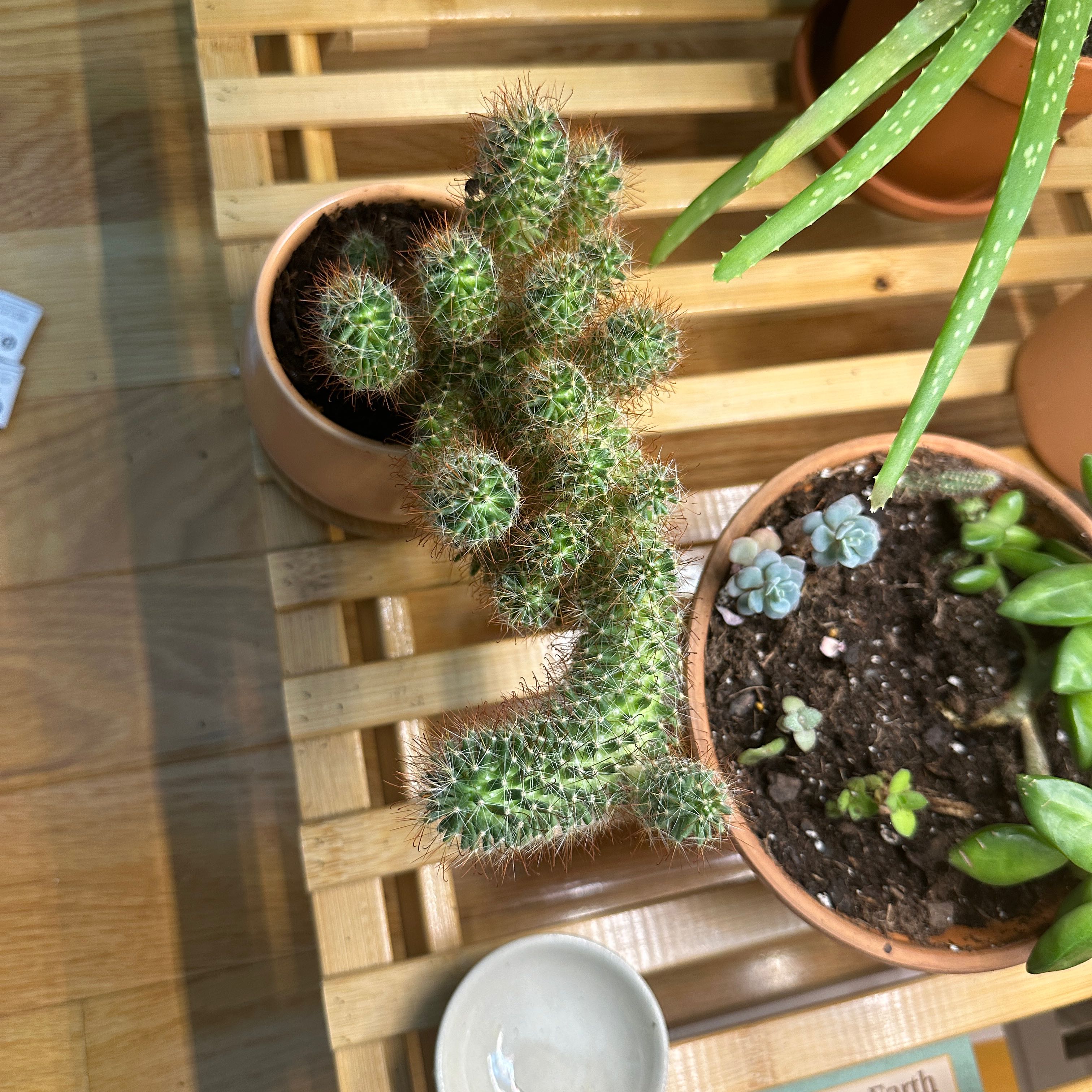 Spiny Pincushion Cactus in a pot on a wooden surface with other plants in the background.