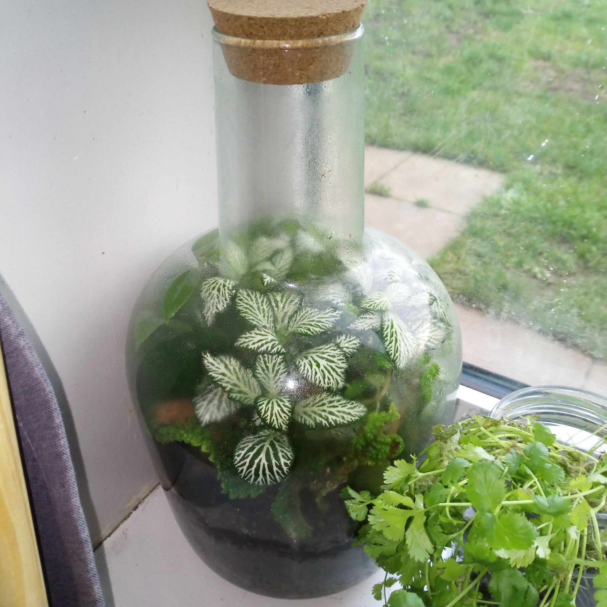 Photo of the plant species Assorted by @parfittsplants named Terrarium on Greg, the plant care app