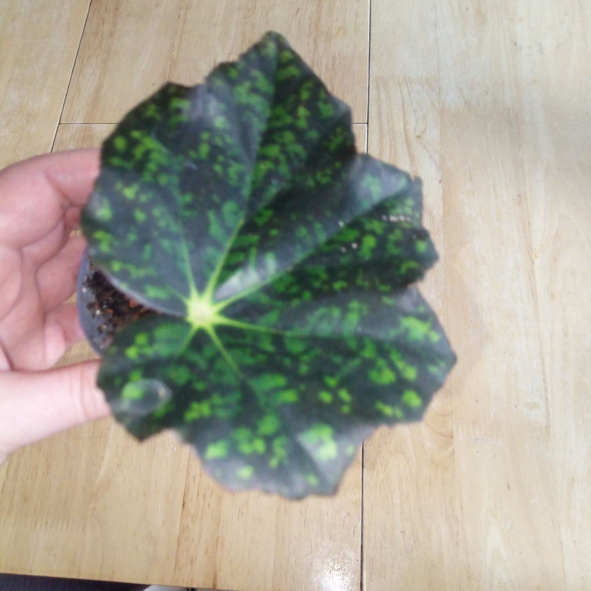 Plant care for Rex Begonia on Greg, the plant care app