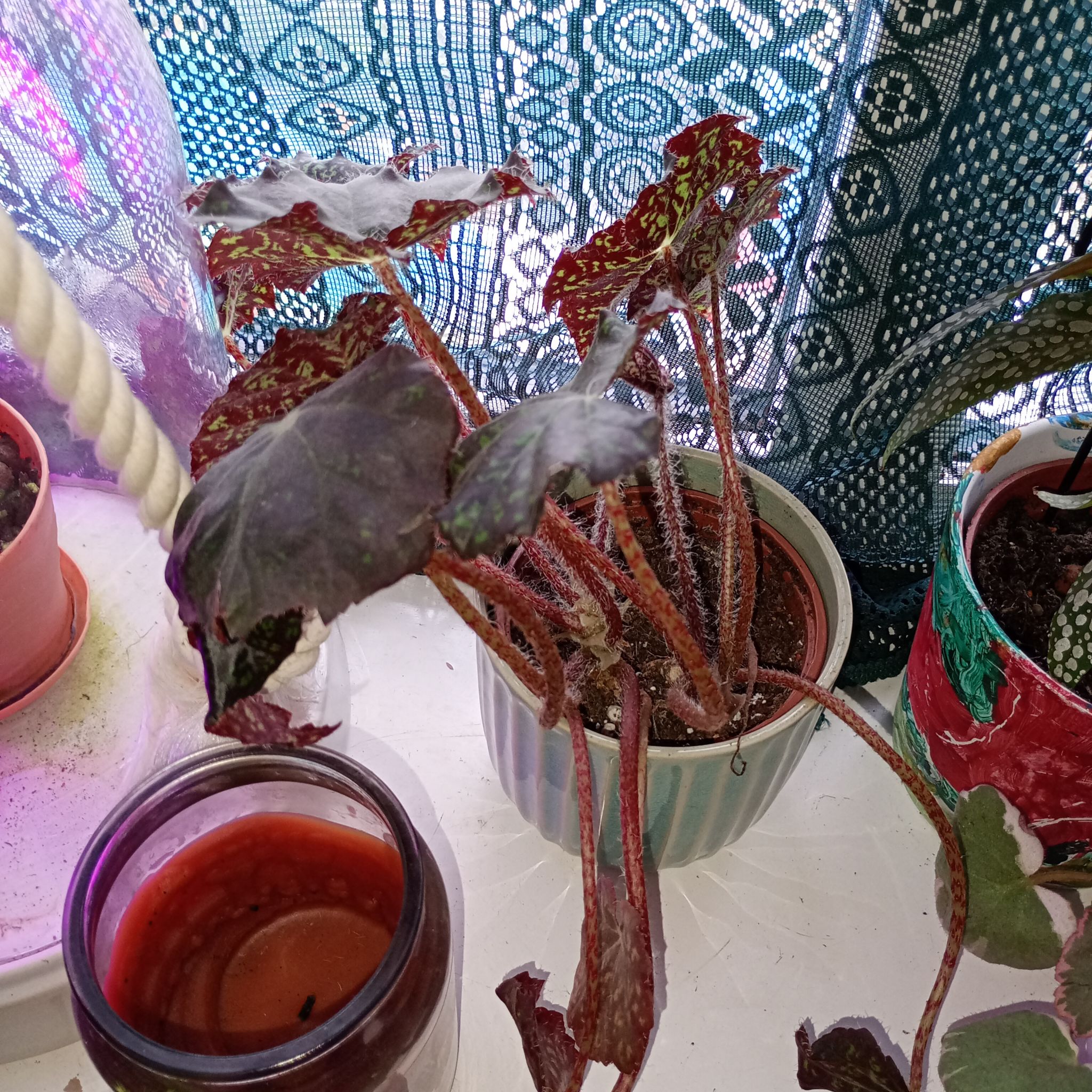 Photo of the plant species Rex Begonia by @parfittsplants named B. Hulk Norah bedson on Greg, the plant care app