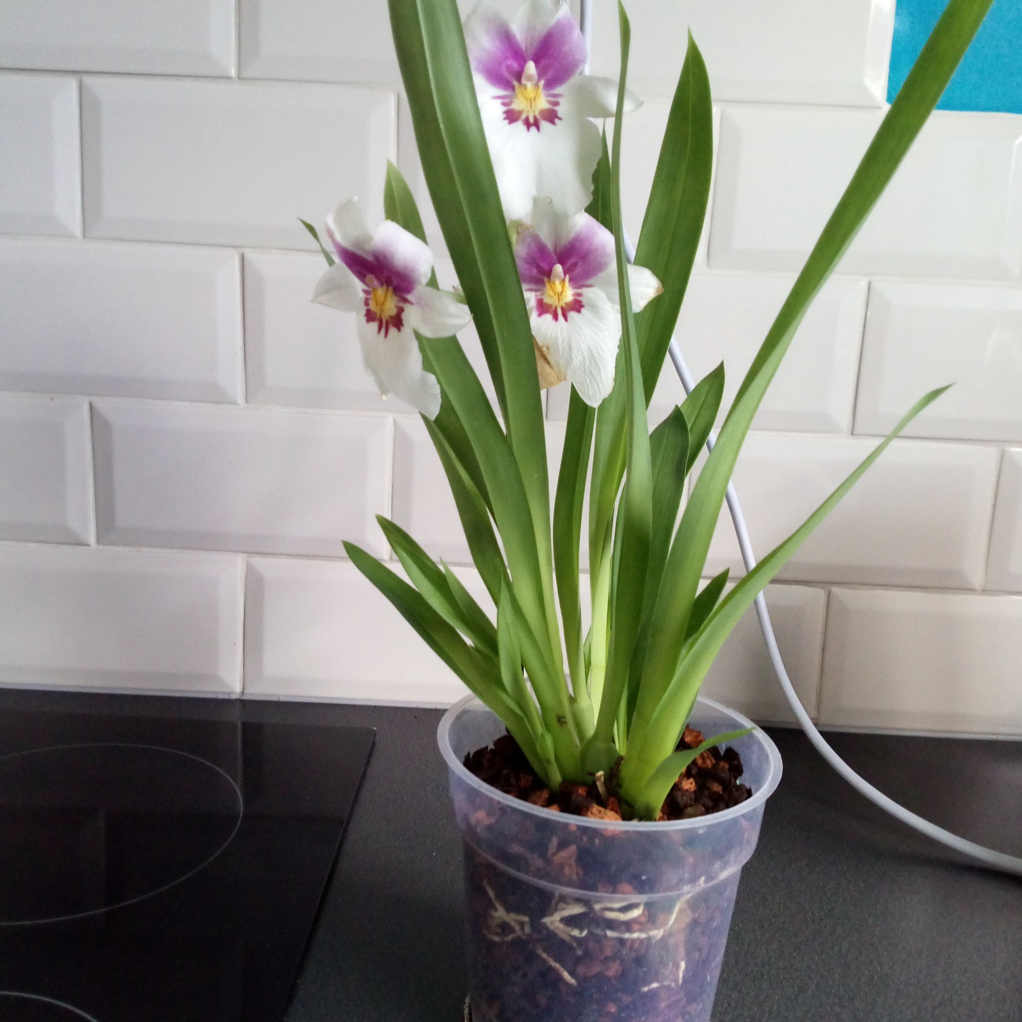 Photo of the plant species Miltonia Orchid by @parfittsplants named O. Miltonia on Greg, the plant care app