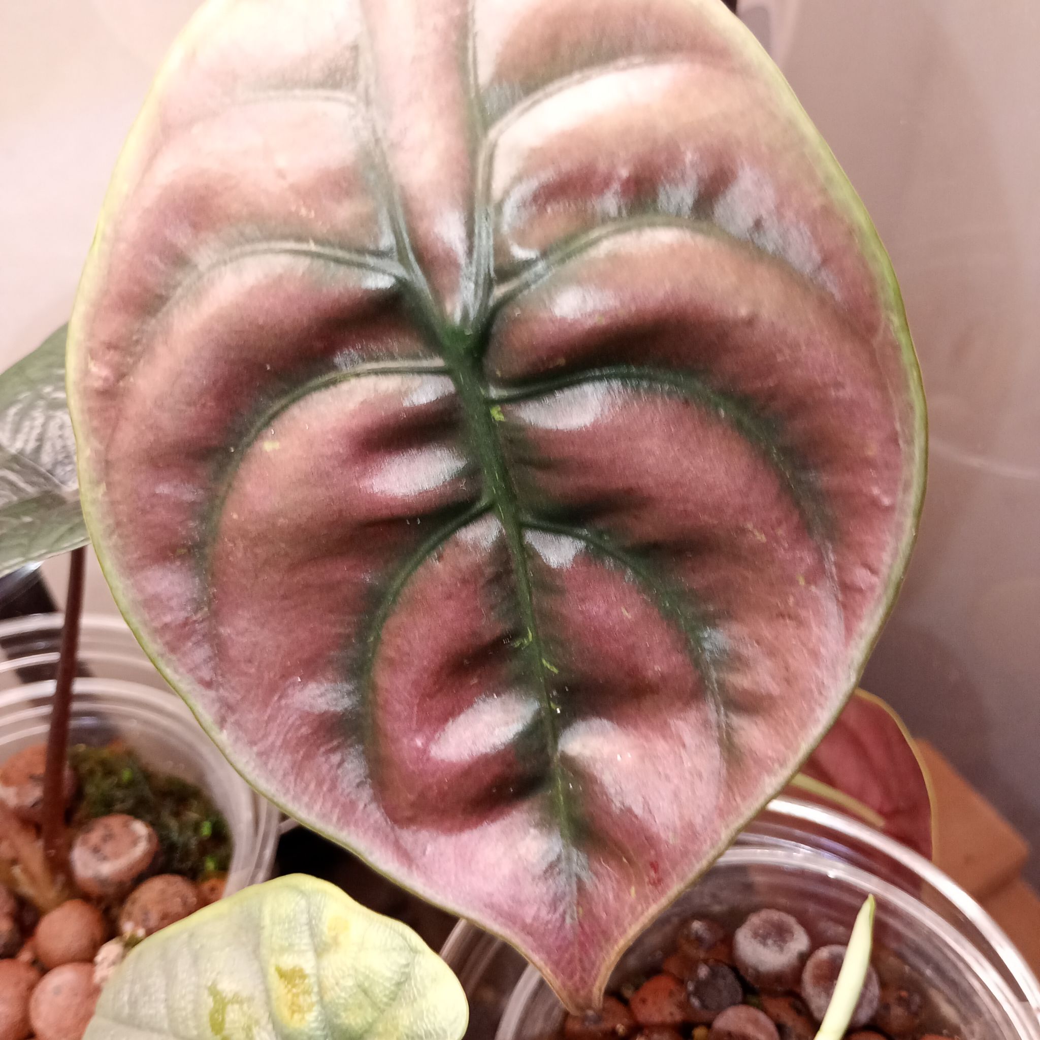Photo of the plant species Alocasia Red Secret Variegated by @parfittsplants named A. Cuprea red secret on Greg, the plant care app