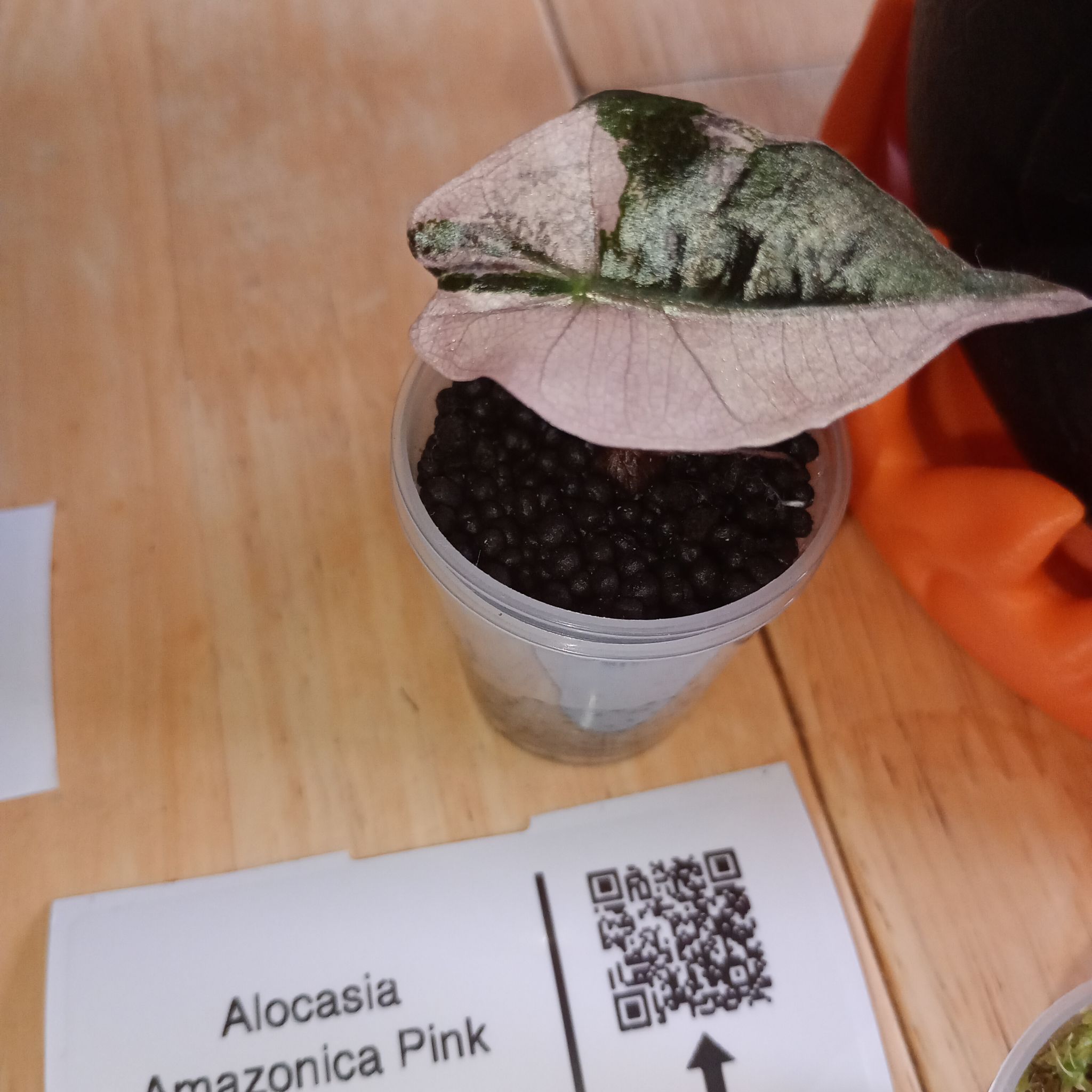 Photo of the plant species Alocasia Amazonica Pink Polly by @parfittsplants named A. Amazonica pink on Greg, the plant care app