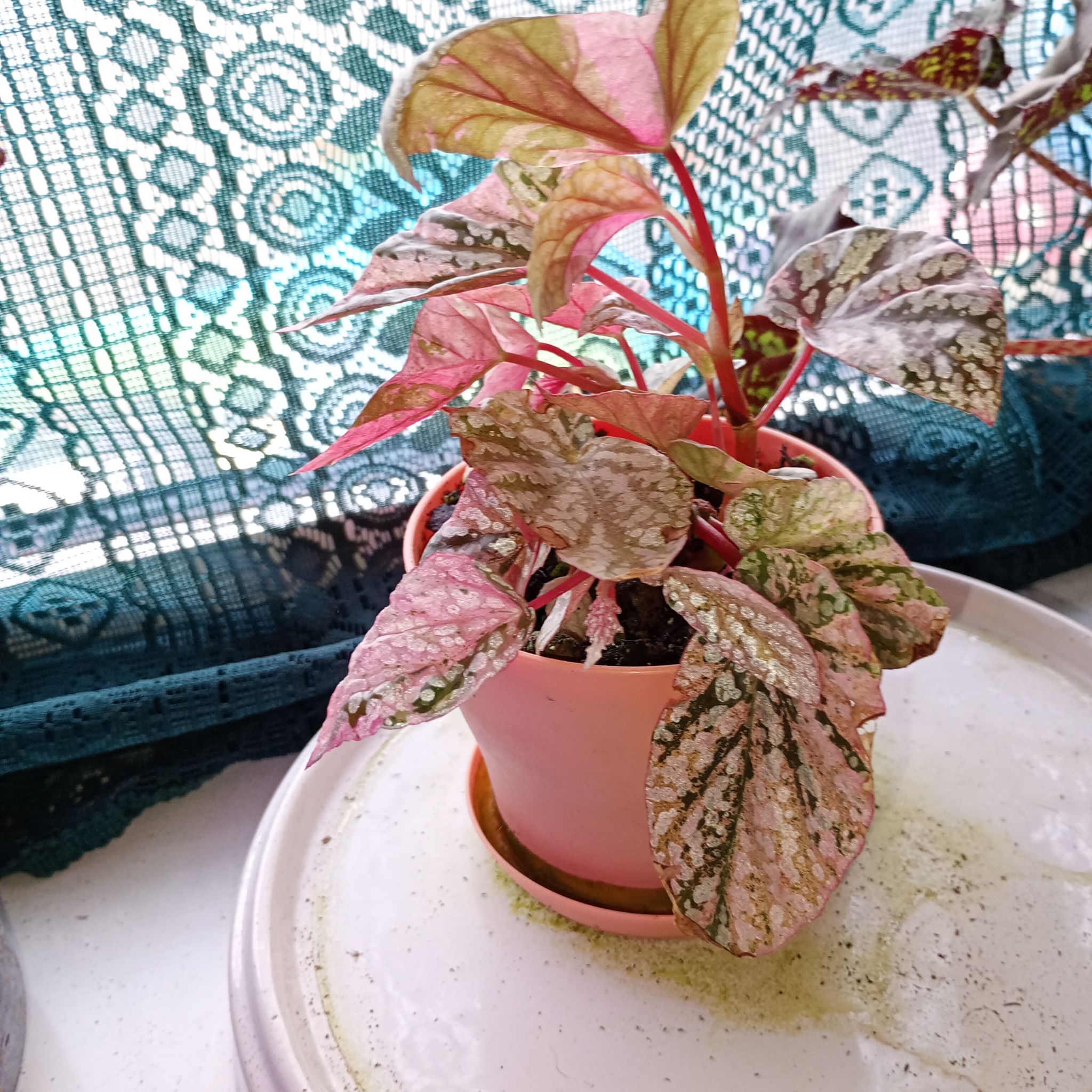 Photo of the plant species Begonia rex-cultorum 'Snow Capped' by @parfittsplants named B. Snow capped pink on Greg, the plant care app