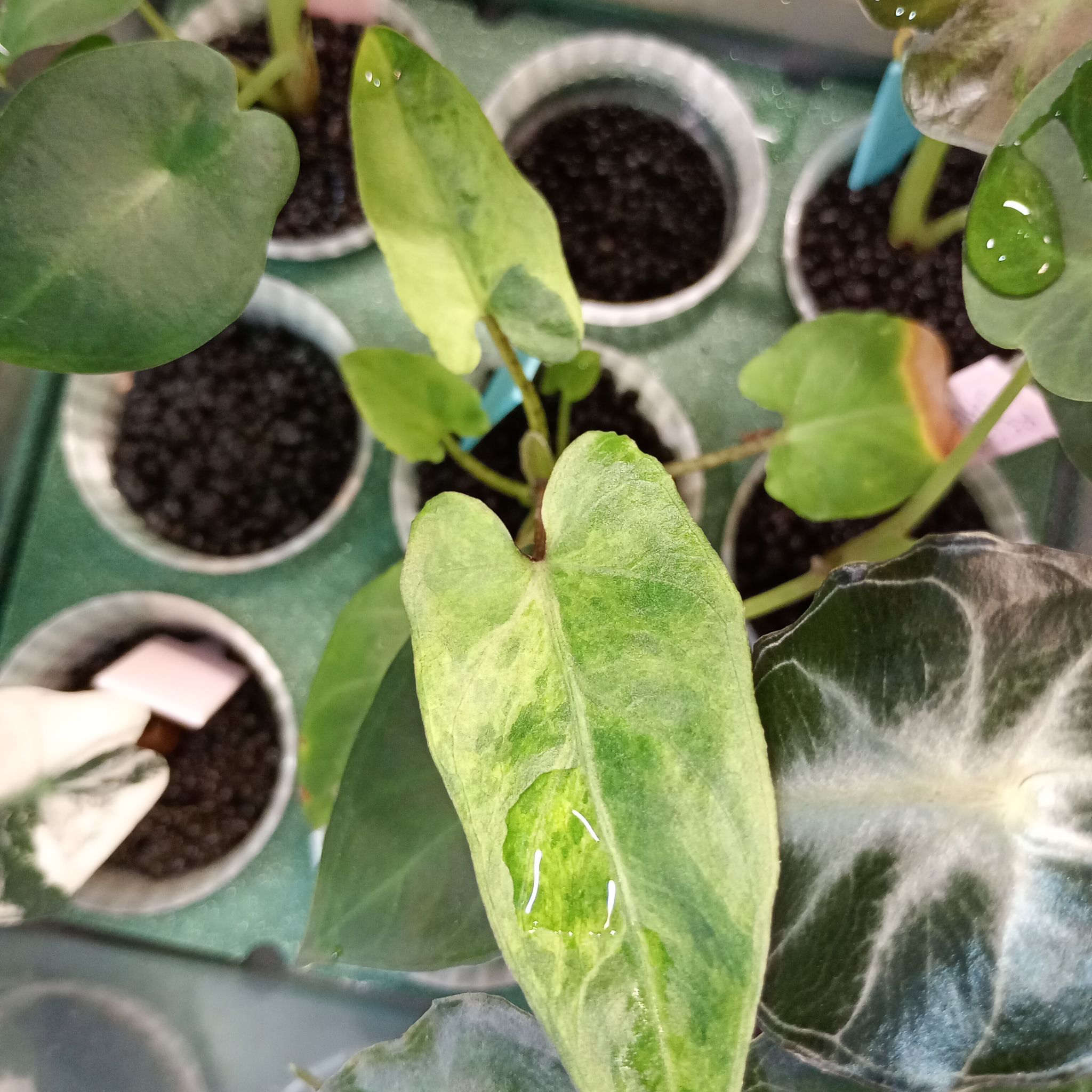 Photo of the plant species Alocasia Lauterbachiana Variegated by @parfittsplants named A. Lauterbachiana V on Greg, the plant care app