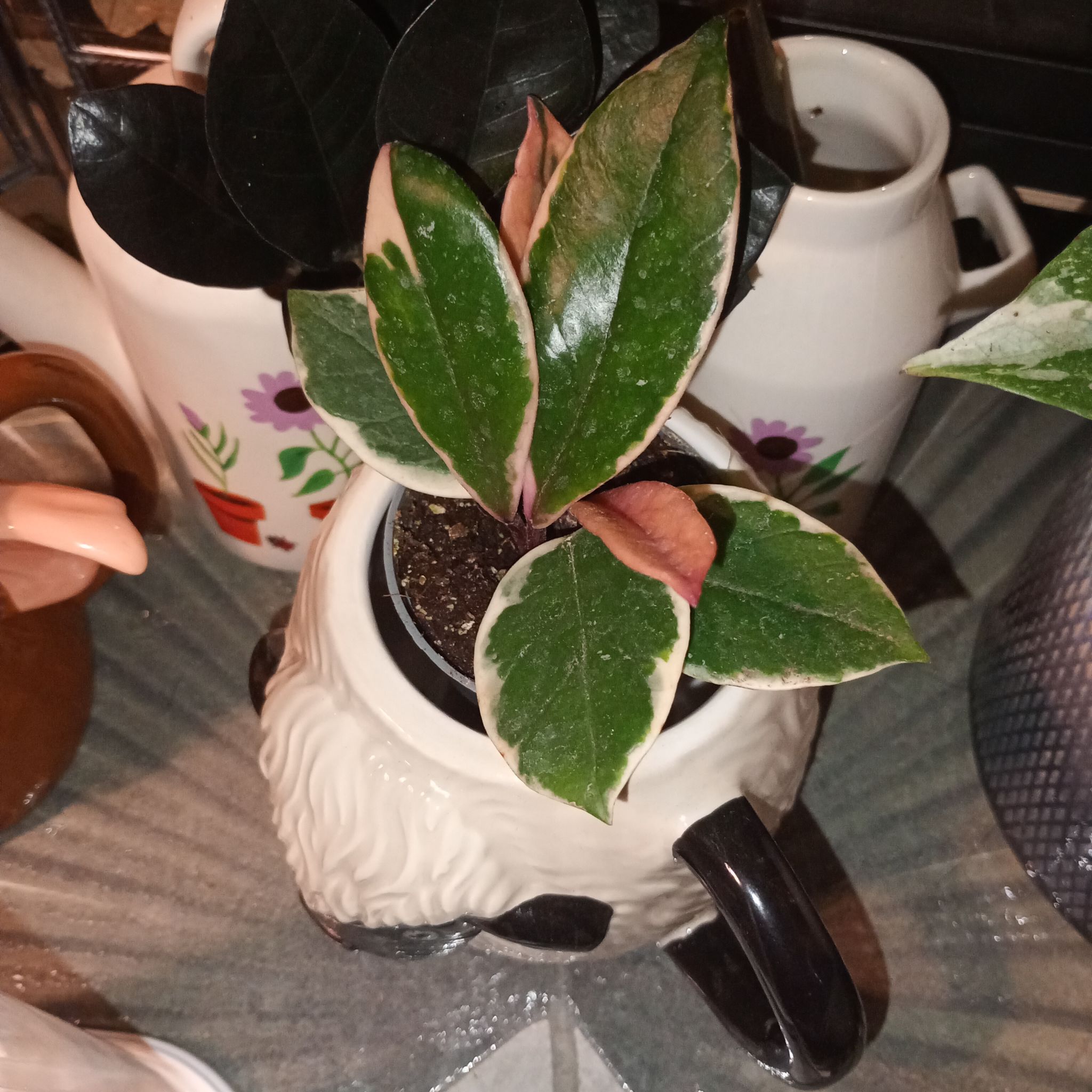 Photo of the plant species Hoya ‘Flamingo Dreams’ by @parfittsplants named Hoya Flamingo 🦩 on Greg, the plant care app