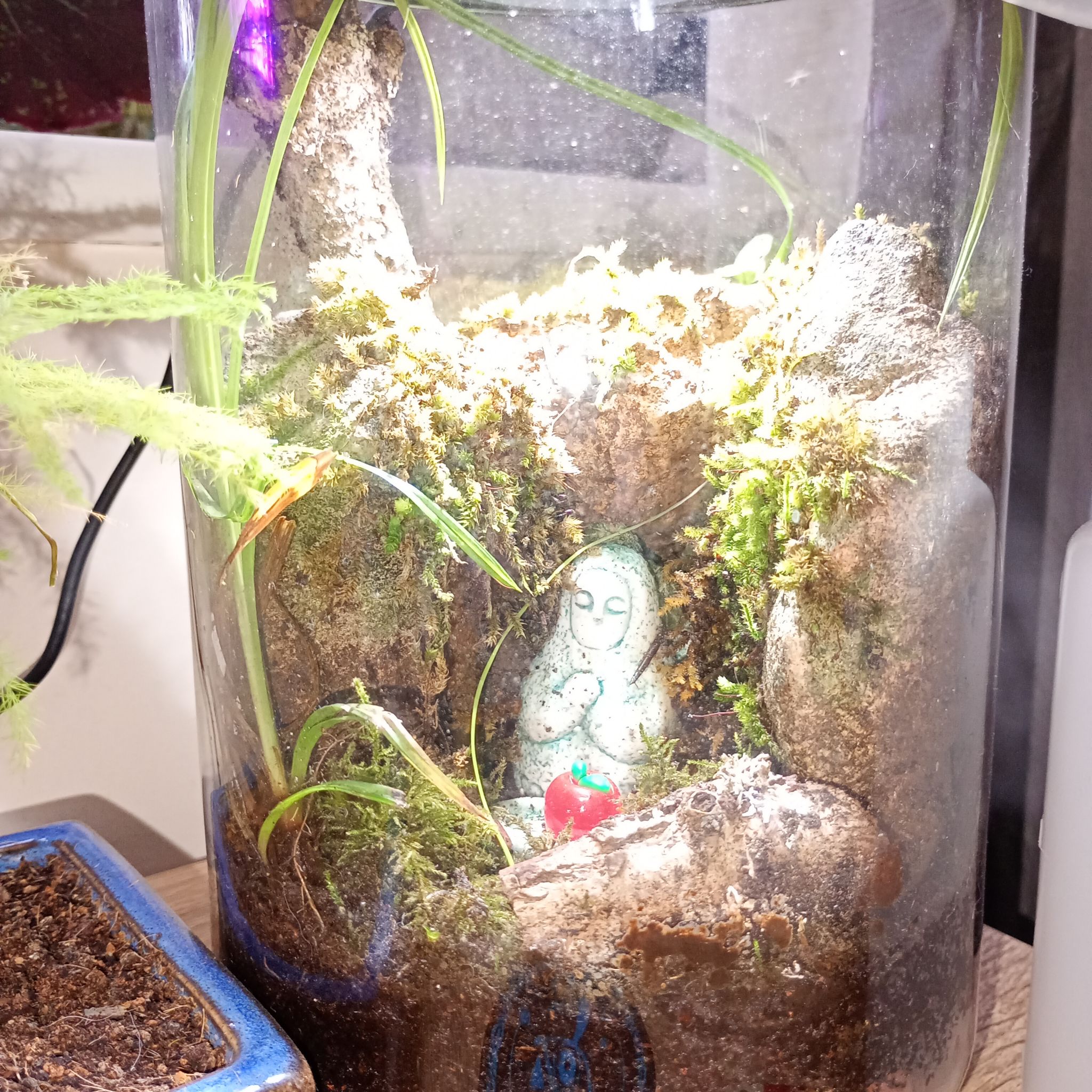 Photo of the plant species Moss by @parfittsplants named Zelda terrarium on Greg, the plant care app