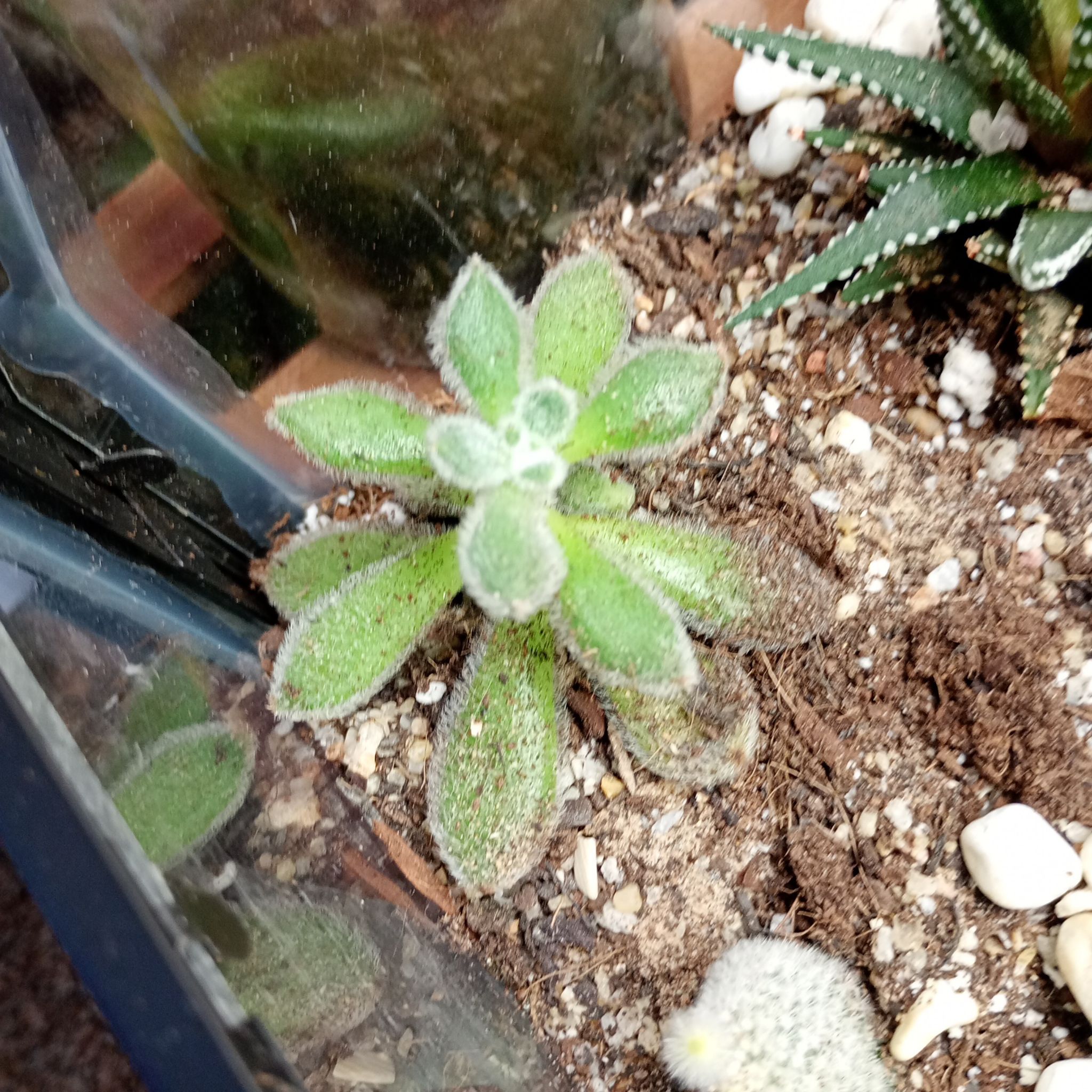 Photo of the plant species Doris Taylor/Wooly Rose by @parfittsplants named C. Echeveria Doris taylor on Greg, the plant care app