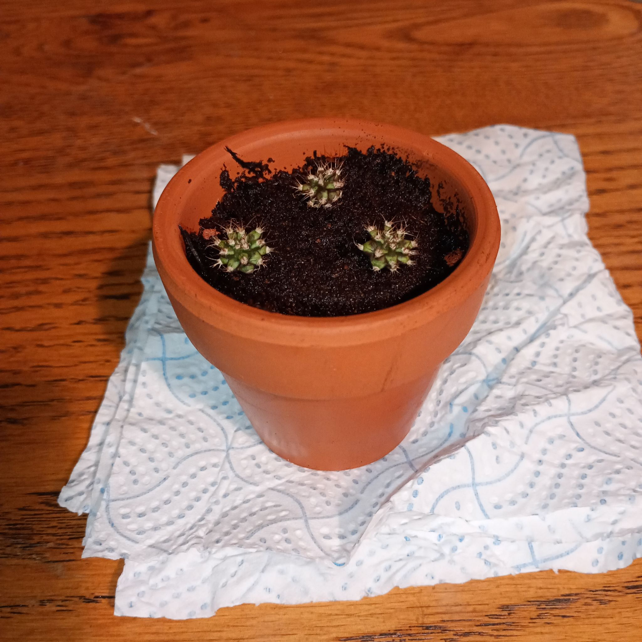 Photo of the plant species Gymnocalycium Cactus by @parfittsplants named Cactus T-rex hybrid on Greg, the plant care app