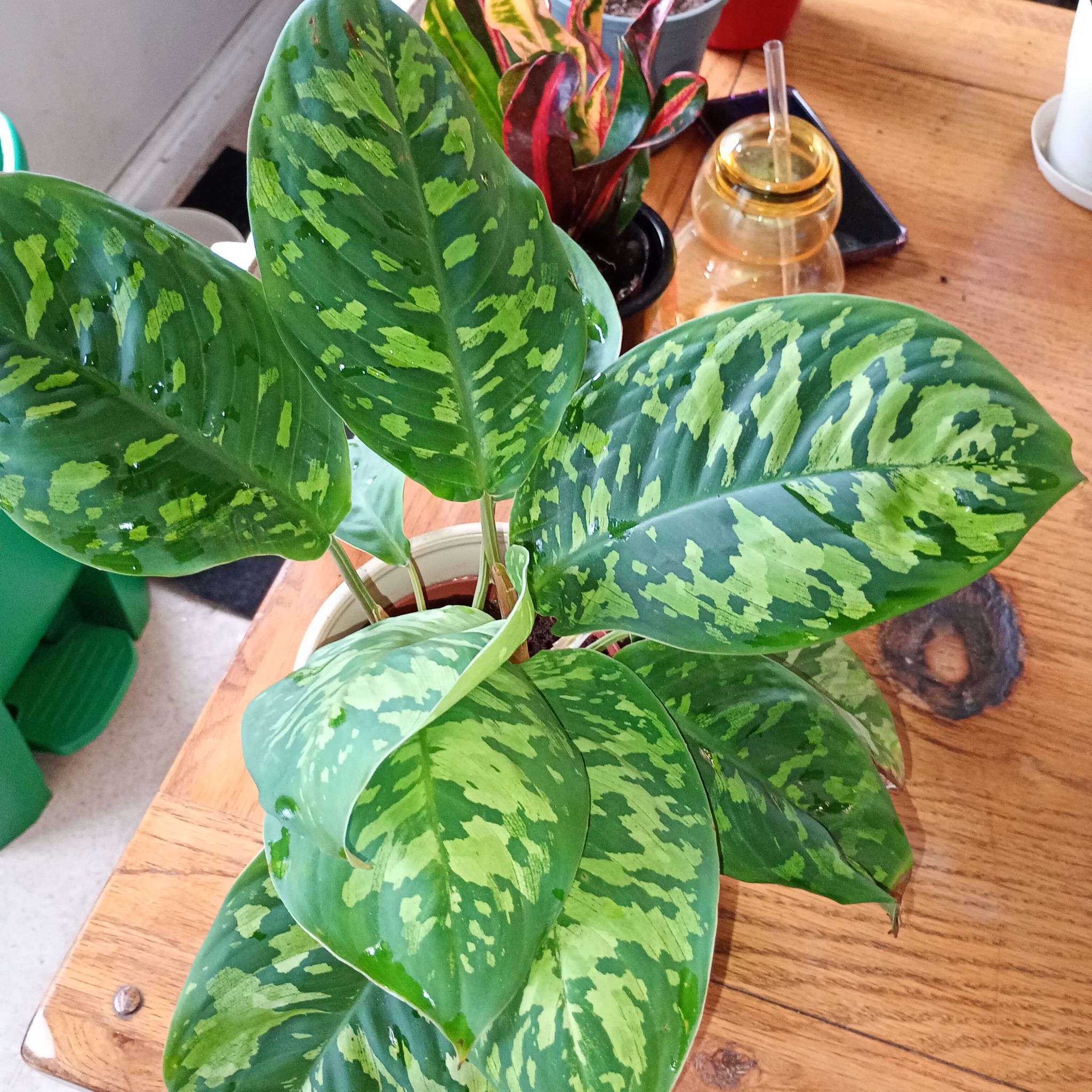 Photo of the plant species Homalomena 'Camouflage' by @parfittsplants named Homalomena camo on Greg, the plant care app