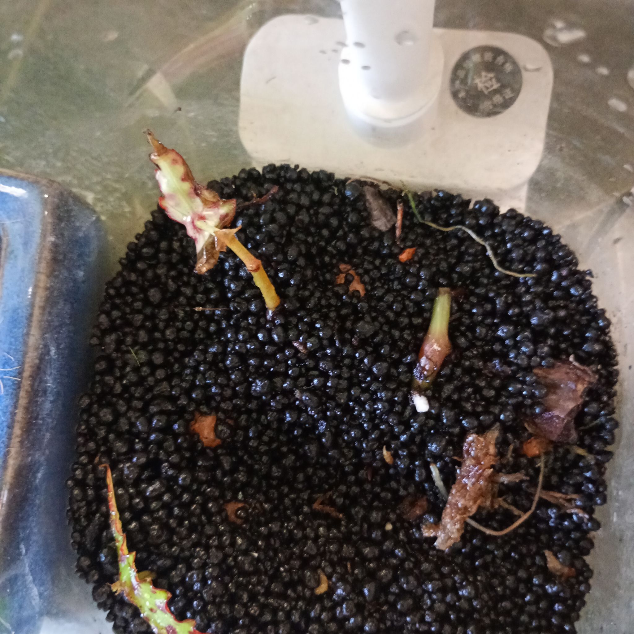 Photo of the plant species Begonia amphioxus by @parfittsplants named B. Amphioxus on Greg, the plant care app