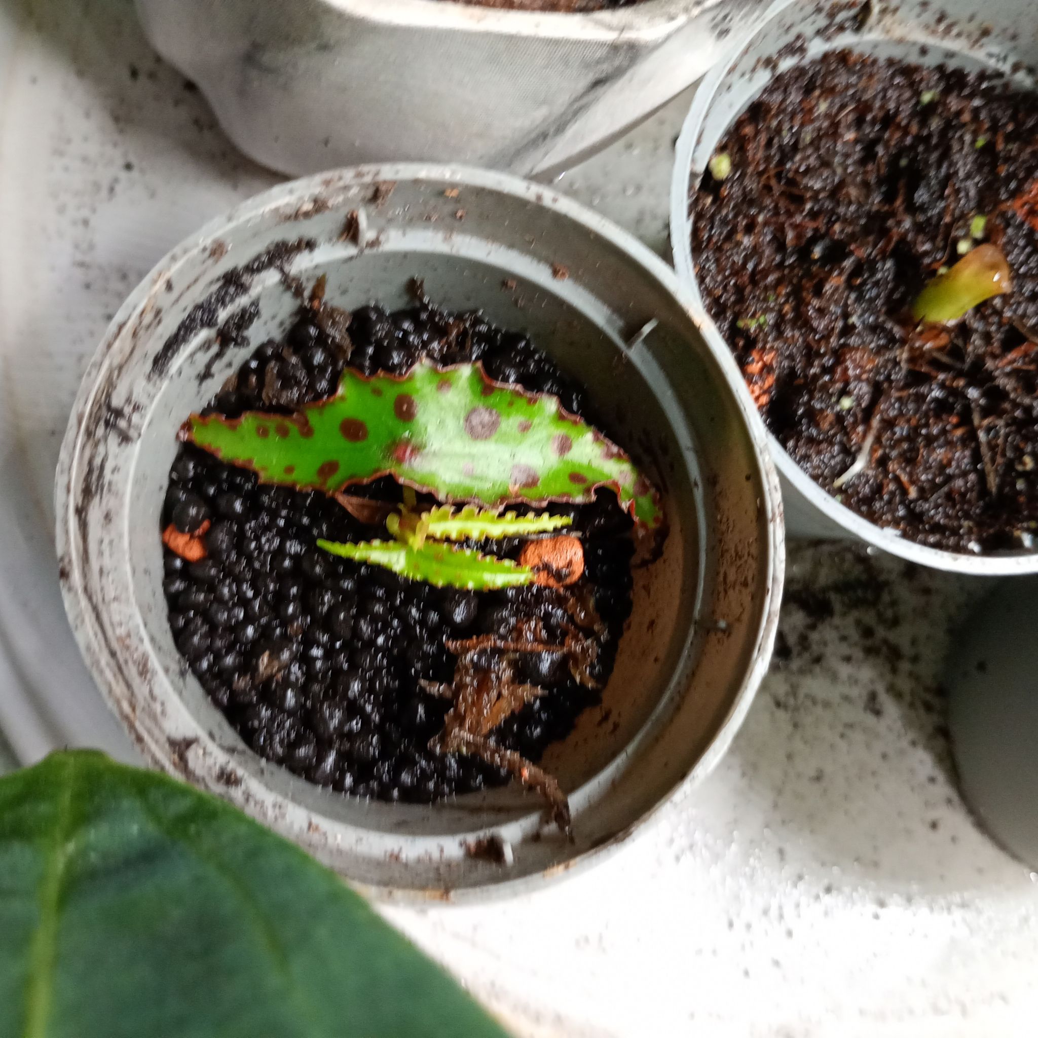 Photo of the plant species Begonia amphioxus by @parfittsplants named B. Amphioxus on Greg, the plant care app