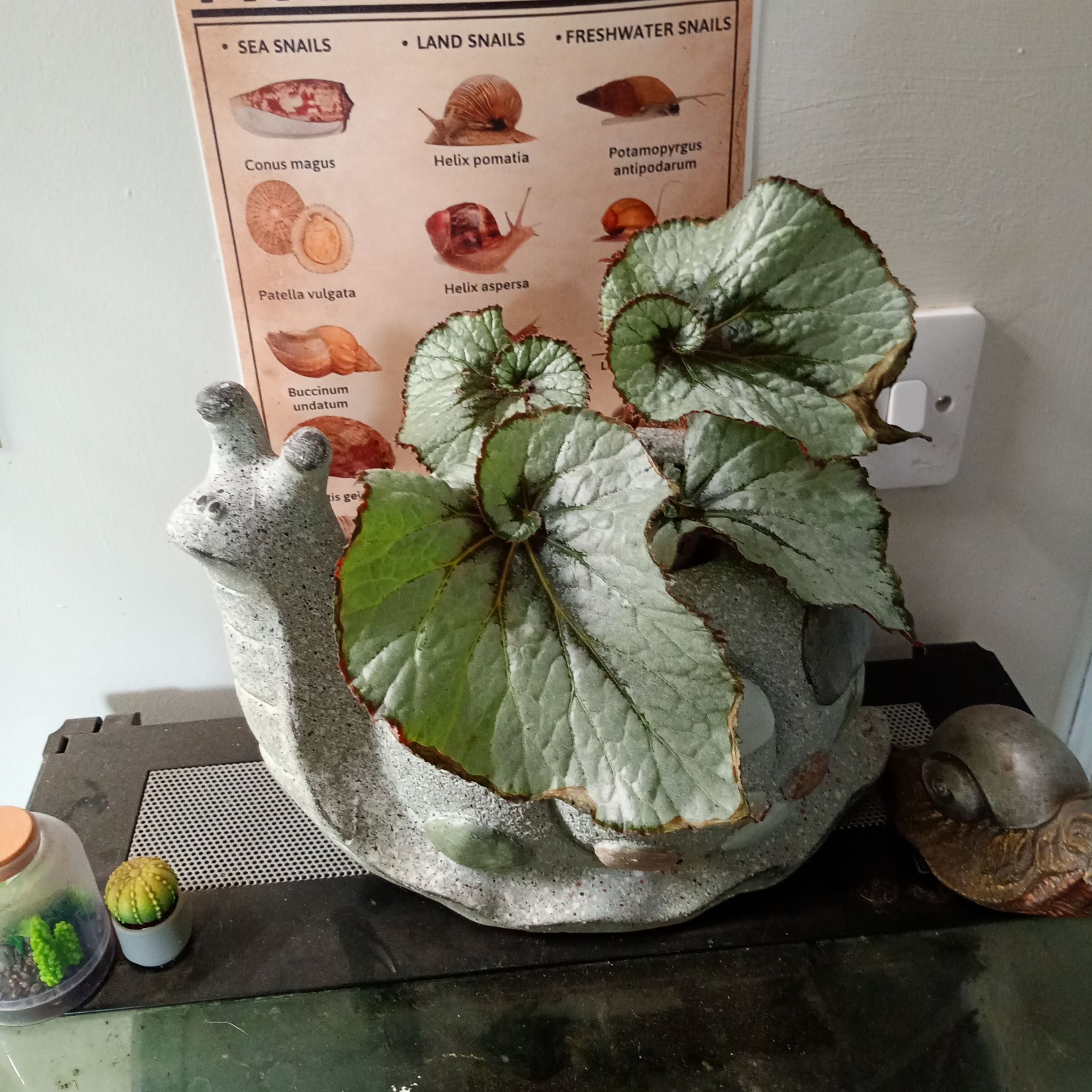 Photo of the plant species Rex Begonia 'Escargot' by @parfittsplants named B. Escargot on Greg, the plant care app