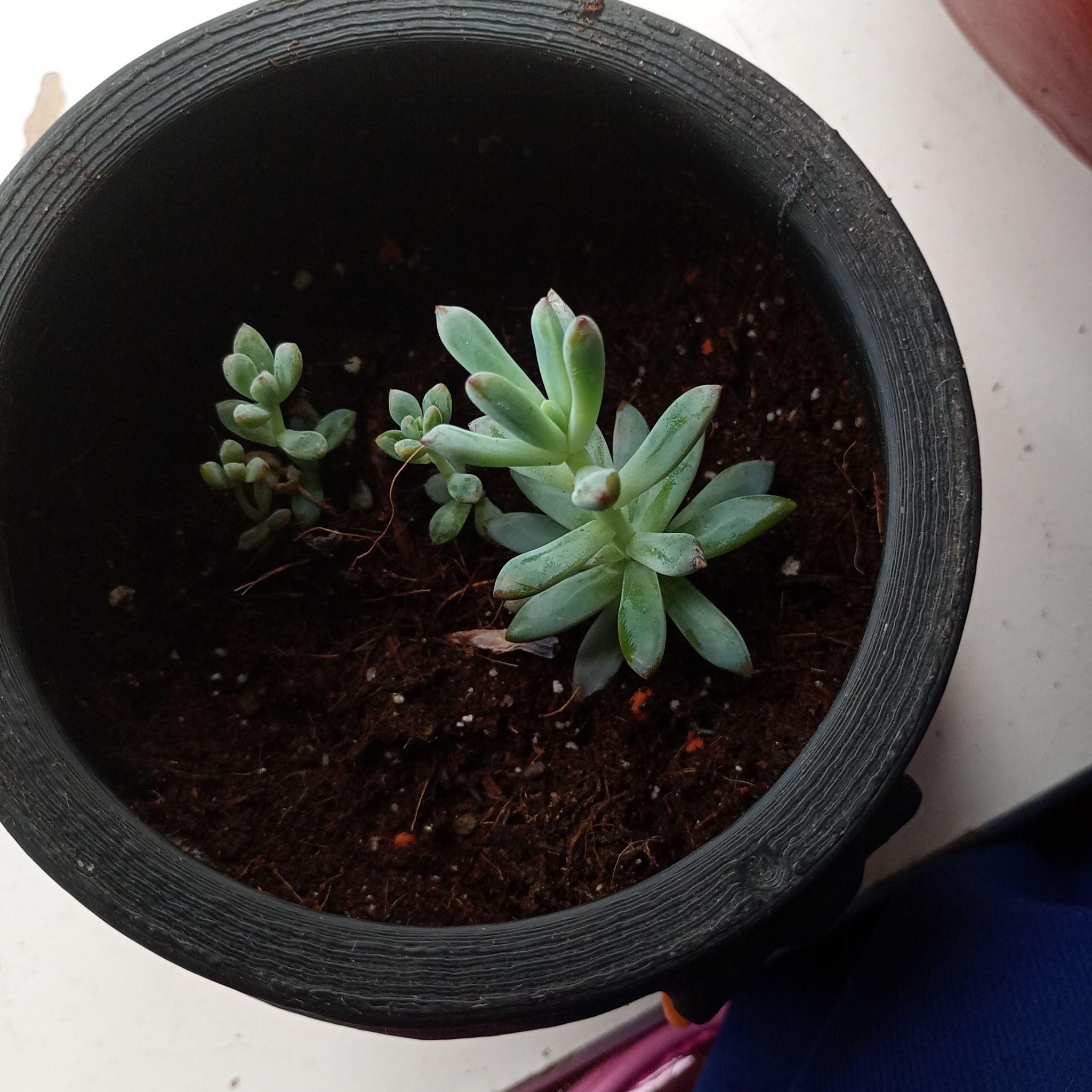 Photo of the plant species Pachyphytum Baby Finger by @parfittsplants named Pachy on Greg, the plant care app