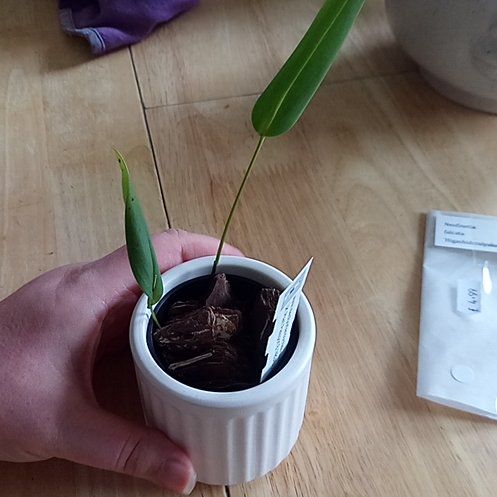 Photo of the plant species Tiny Pleurothallis by @parfittsplants named O. Rowellii on Greg, the plant care app