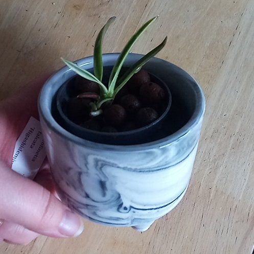 Photo of the plant species Hillside Wind Orchid by @parfittsplants named O. Higashidemiyako on Greg, the plant care app