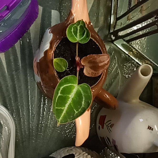 Photo of the plant species Anthurium by @parfittsplants named An. Crystal on Greg, the plant care app