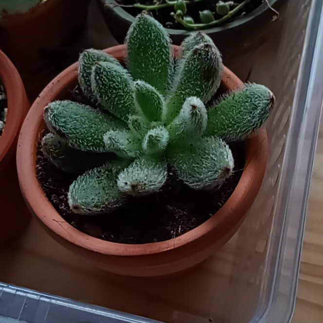 Photo of the plant species Doris Taylor/Wooly Rose by @parfittsplants named Echeveria Doris taylor on Greg, the plant care app