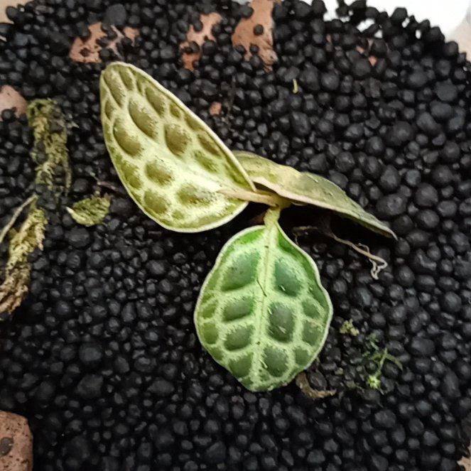 Photo of the plant species Labisia Turtle Back by @parfittsplants named Labisia turtle🐢 on Greg, the plant care app