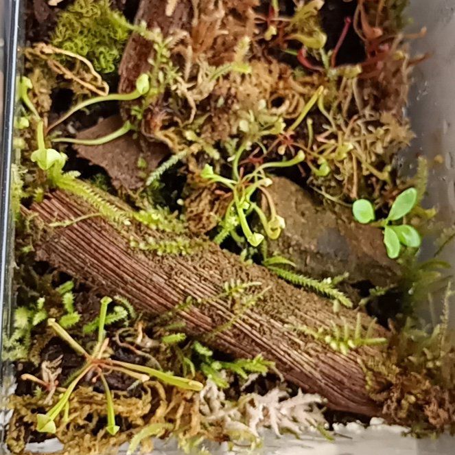 Photo of the plant species Yellow Pitcher Plant by @parfittsplants named Carnivorous Sarracenia babies on Greg, the plant care app