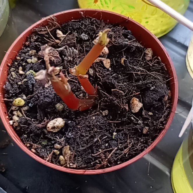 Photo of the plant species Darth Vader Begonia by @parfittsplants named B. Darthvadariana on Greg, the plant care app