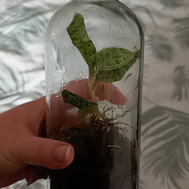 Photo of the plant species Lightning Bolt Jewel Orchid by @parfittsplants named O. Jewel2 on Greg, the plant care app