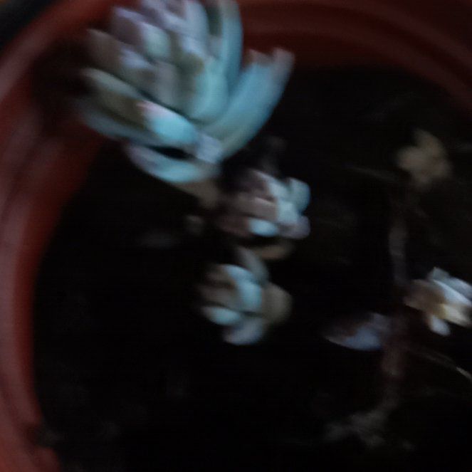 Photo of the plant species Pachyphytum Baby Finger by @parfittsplants named Pachy on Greg, the plant care app