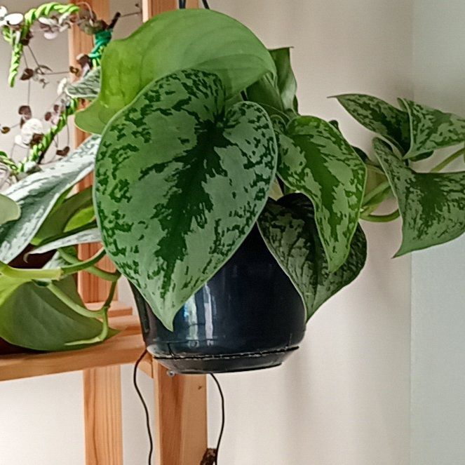 Photo of the plant species Scindapsis by @parfittsplants named Scindapsis on Greg, the plant care app