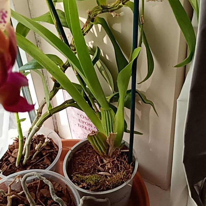Photo of the plant species Cambria Orchid by @parfittsplants named O. Cambria on Greg, the plant care app