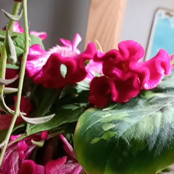 Photo of the plant species Celosia Twisted Yellow by @parfittsplants named Celosia pink on Greg, the plant care app
