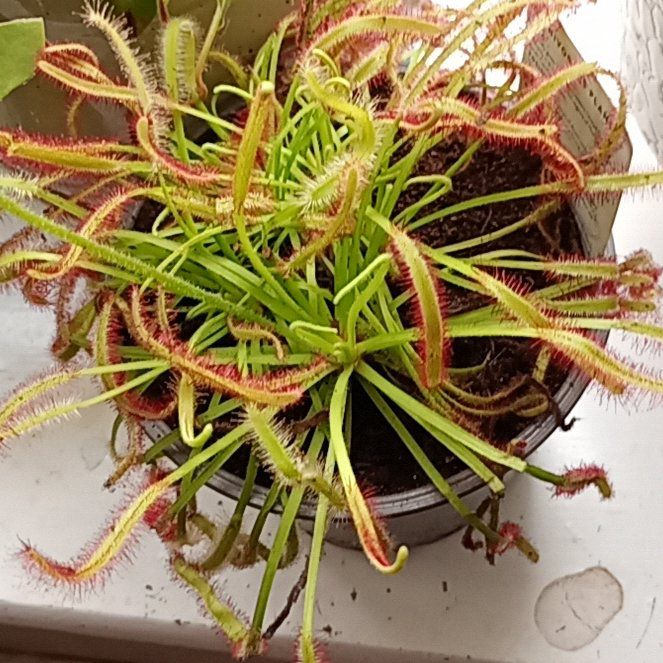 Photo of the plant species Cape Sundew by @parfittsplants named Carnivorous cape sundew on Greg, the plant care app