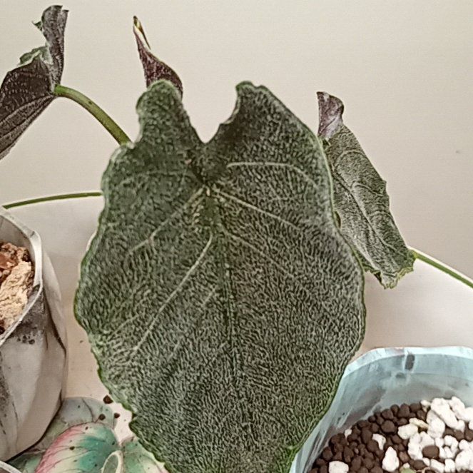 Photo of the plant species Alocasia 'Antoro Velvet' by @parfittsplants named A. Antoro velvet on Greg, the plant care app