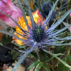 Photo of the plant species Mediterranean Sea Holly by @LisaCaffeine named Navajo on Greg, the plant care app