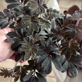 Photo of the plant species Solanum uleanum by @FairBlackwattle named Dax on Greg, the plant care app