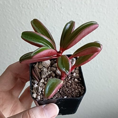 Photo of the plant species Ruby Glow Peperomia by @BestSmokebush19 named Rosa on Greg, the plant care app