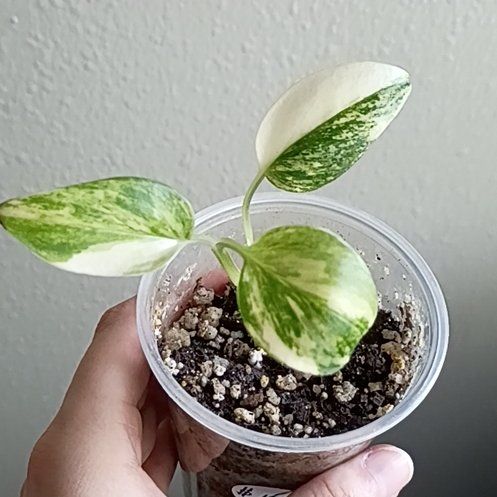 Photo of the plant species Monstera Standleyana 'Aurea Variegata' by @BestSmokebush19 named Aria on Greg, the plant care app