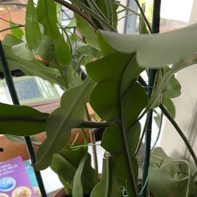 Photo of the plant species Night Blooming Cereus by @FacileGalingale named John Y on Greg, the plant care app
