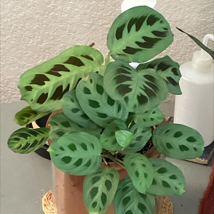 Photo of the plant species Beauty Kim Prayer Plant by @MellowAlfalfa named Kimpossible on Greg, the plant care app