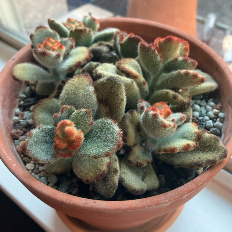 Photo of the plant species Kalanchoe 'Teddy Bear' by @MellowAlfalfa named Baloo on Greg, the plant care app