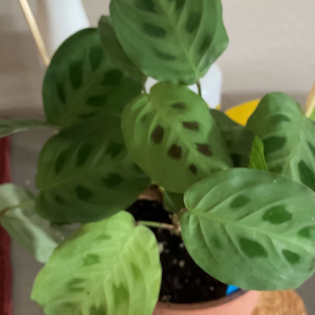 Plant care for calathea holiday on Greg, the plant care app