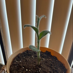 White Velvet plant