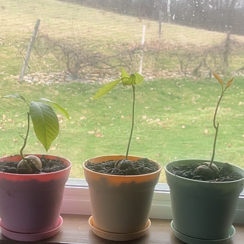 Photo of the plant species Avacado Tree by @earmbruster38 named Avocado on Greg, the plant care app