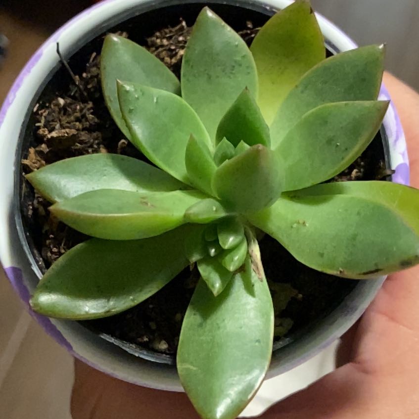 Plant care for Tacisedum 'Spring Glow' on Greg, the plant care app
