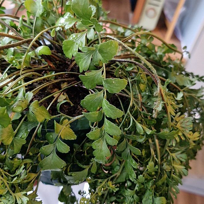 Photo of the plant species Mother Spleenwort by @FlashySilktree named Hanging 2 on Greg, the plant care app