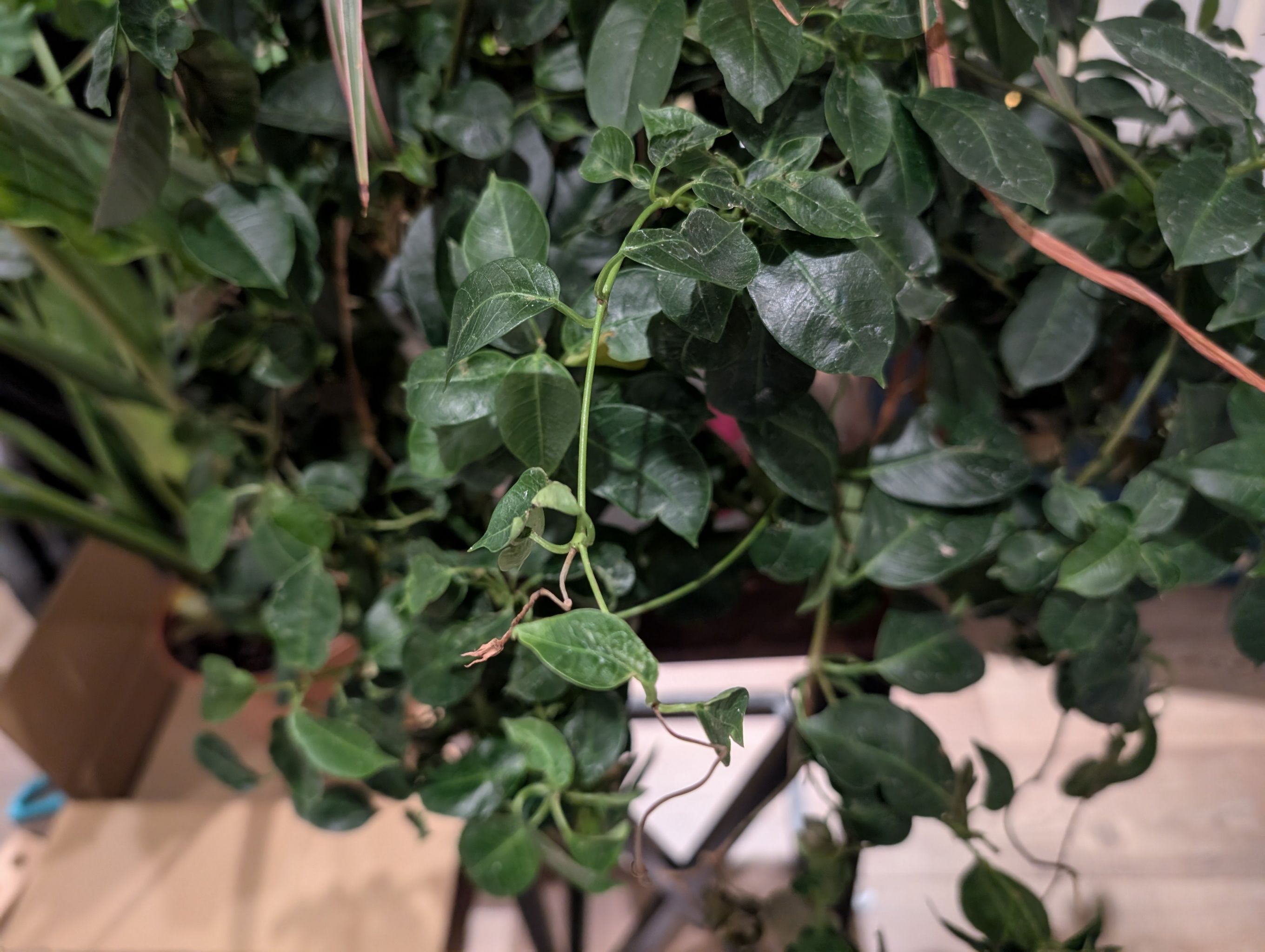 Photo of the plant species Mandevilla boliviensis by @TryAnacua53 named Diana on Greg, the plant care app