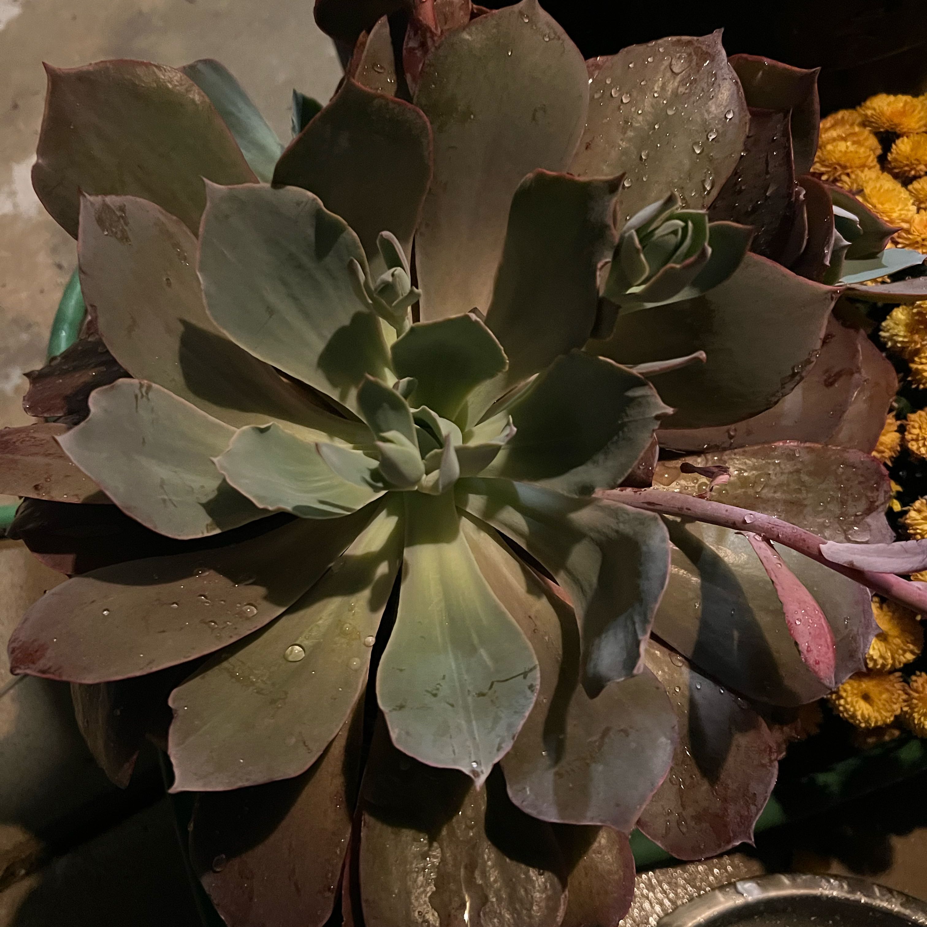 Photo of the plant species Echeveria by @ZealWildparsnip named Gobi on Greg, the plant care app
