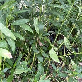 Photo of the plant species Creat by @AnewOrangespine named Zeus on Greg, the plant care app