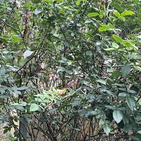 Photo of the plant species Red Huckleberry by @AnewOrangespine named Dolores on Greg, the plant care app