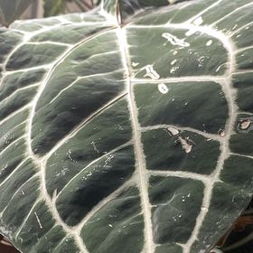 Photo of the plant species DocBlock Michelle by @FlawlessChervil named Michelle on Greg, the plant care app