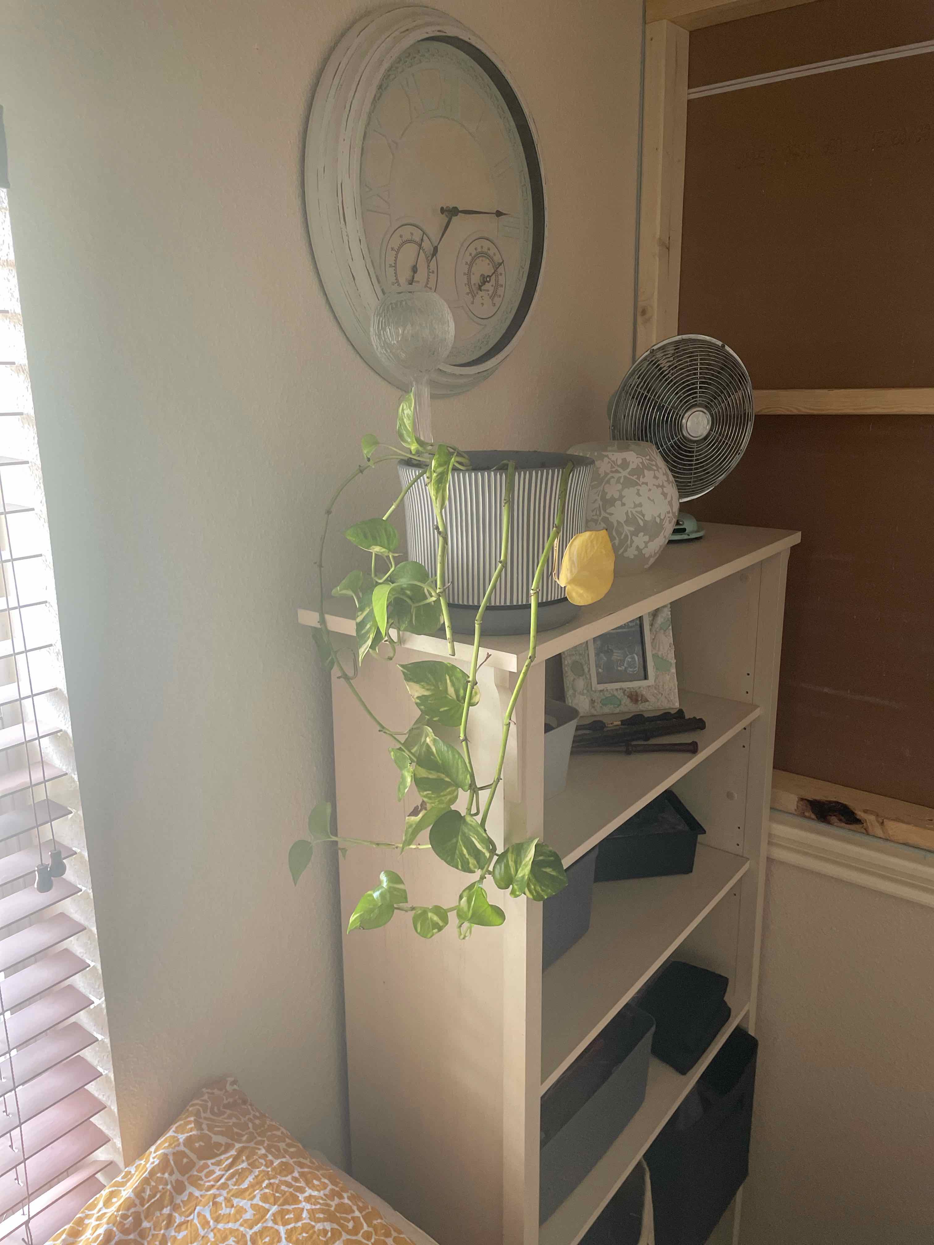 Variegated Philodendron on a shelf with some yellowing leaves in an indoor setting.